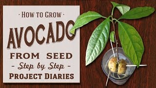 ★ How to Grow Avocado from Seed A Complete Step by Step Guide [upl. by Adnohsed5]