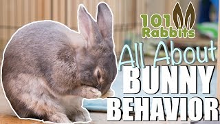 ALL ABOUT BUNNY BEHAVIOR 🐰 [upl. by Peednama]