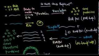 8 Replication of positive stranded RNA virus [upl. by Kciredohr]