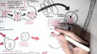 Immunology  MHC II Processing [upl. by Suez688]