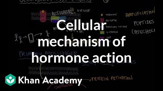 Cellular mechanism of hormone action  Endocrine system physiology  NCLEXRN  Khan Academy [upl. by Elatia]