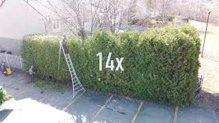 How to trim BIG cedar hedges [upl. by Ronym]