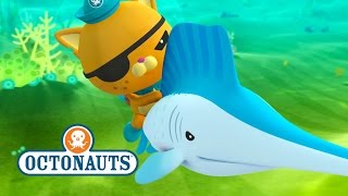 Octonauts Sailfish Are Faster Than The Gup F [upl. by Raffaj]