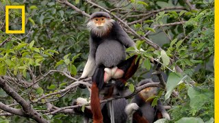 This Endangered Monkey is One of the World’s Most Colorful Primates  Short Film Showcase [upl. by Acirea]