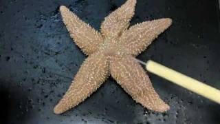 Sea Star Anatomy Part 1 [upl. by Garreth]