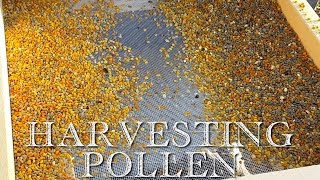 How to Harvest Honeybee Pollen [upl. by Annaoi190]