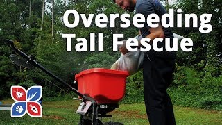 Do My Own Lawn Care  Overseeding Tall Fescue Grass  Ep29 [upl. by Pitchford]