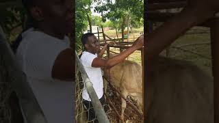 Deworming cattle [upl. by Ynaffet]