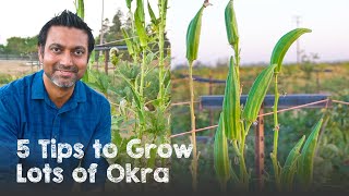 5 Tips to Grow Lots of OKRA  Ladyfinger Bhindi [upl. by Anaud443]