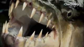 Goliath Tigerfish  River Monsters [upl. by Ranit]