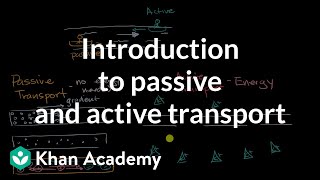 Introduction to passive and active transport  High school biology  Khan Academy [upl. by Pedro515]