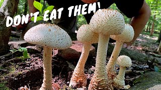 7 Common Poisonous Mushrooms You Should Know [upl. by Akcirret]