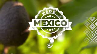 Avocados From Mexico Foodservice Collaboration [upl. by Lilith812]