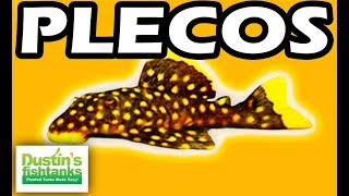 PLECOS  TOP 10 Aquarium PLECO FISH Bristlenose Zebra Plecos [upl. by Verney575]