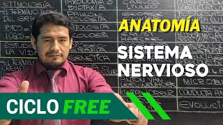 ANATOMÍA  Sistema nervioso Parte 01 CICLO FREE [upl. by Yemac659]