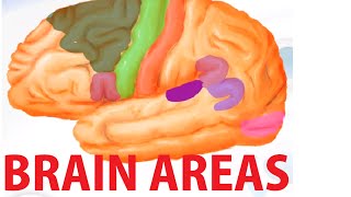 Functional Brain Areas  Brain Anatomy Cortex [upl. by Ailati]