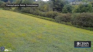 Pa Game Commission ReLaunches Elk Cam [upl. by Aileahcim]