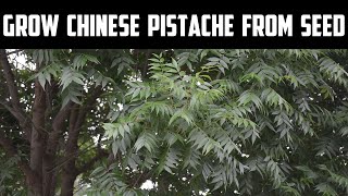 Grow Chinese Pistache From Seed [upl. by Eidoow]