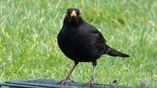 Bird Facts The Common Blackbird [upl. by Htnicayh]