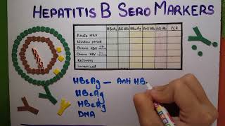 hepatitis B Serology explained [upl. by Notsehc]