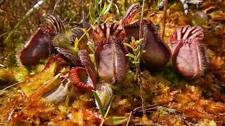 Cephalotus follicularis and more Carnivorous Plants of Albany [upl. by Eseuqram]