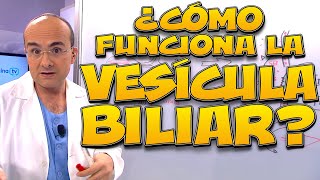 VESÍCULA BILIAR ¿cómo funciona  Cuerpo Humano 08 [upl. by Brittni]