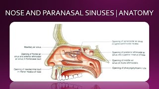 NOSE AND PARANASAL SINUSES  ANATOMY  SIMPLIFIED [upl. by Fleeta]