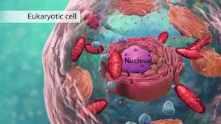 Biology Cell Structure I Nucleus Medical Media [upl. by Amitie]