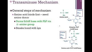 134Transaminase Mechanism [upl. by Leirbma218]