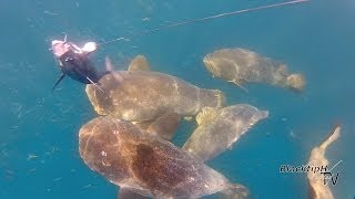 Hungry Goliath Groupers Attacking our Baits [upl. by Ecirad]