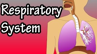 Respiratory System  How The Respiratory System Works [upl. by Ashelman]