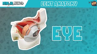 Eyeball structure and function preview  Human Anatomy  Kenhub [upl. by Aivataj]