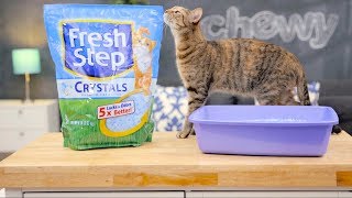 Fresh Step Cat Litter  Chewy [upl. by Micheil]