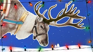 Reindeer for Kids  Caribou  Wild Animals  Arctic Animals [upl. by Cirle]