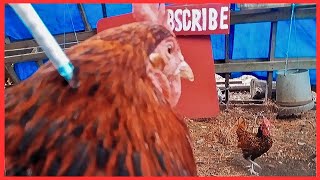 How To Deworm Chickens  Remove Mites And Lice From Chickens [upl. by Htnamas708]