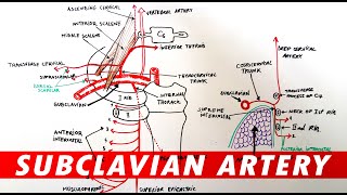 Subclavian Artery  Anatomy Branches amp Relations [upl. by Macmahon]