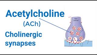 Cholinergic Synapse Mechanism [upl. by Sinclair]