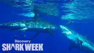 Great White Attacks Another Shark  Shark Week [upl. by Iderf]