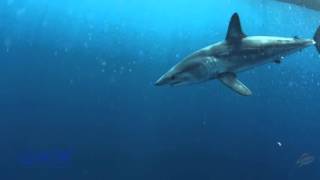 The incredibly fast Shortfin Mako Shark [upl. by Ynaffit]