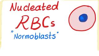 Nucleated RBCs Normoblasts [upl. by Nylsoj14]