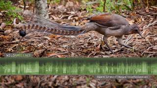 Superb Lyrebird Sounds amp Calls  Song amp mimicry of 24 species by a single bird [upl. by Krauss]