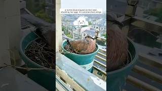 A woman supported a mother turtle dove in raising her chicks [upl. by Alol]