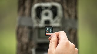 Avoid These 5 SD Card Trail Camera Mistakes [upl. by Eloc648]