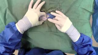 Dog Neuter Video  Canine Castration [upl. by Dahraf]