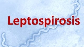 Leptospirosis [upl. by Atolrac841]