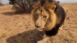 The Real Lion King  Bobcat  The Lion Whisperer [upl. by Latia164]