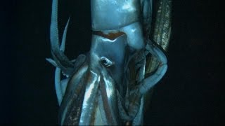 Discovering the Giant Squid  Curiosity [upl. by Rollin]