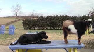 Training Your Labrador Retriever Puppy Part Four [upl. by Attegroeg]