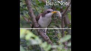 Yellowbilled Cuckoo — Rain Crow [upl. by Tome]