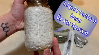 How to Make Mushroom Liquid Culture From Grain Spawn [upl. by Scrope]